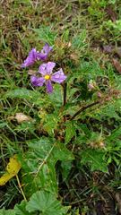 Solanum prinophyllum