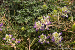 Lupinus variicolor