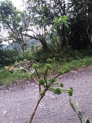 Dendropanax macrophyllus