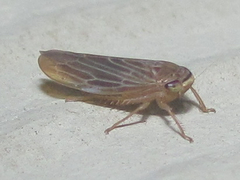 Chlorotettix necopinus