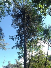 Stephanopodium angulatum