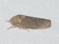 Ponana quadralaba