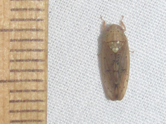 Ponana quadralaba