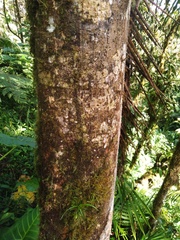 Stephanopodium angulatum