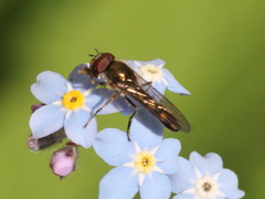 Platycheirus scutatus
