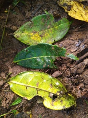 Stephanopodium angulatum