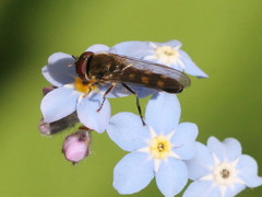 Platycheirus scutatus