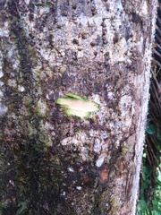 Stephanopodium angulatum