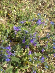 Echium vulgare