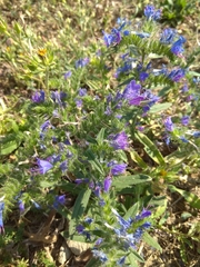 Echium vulgare