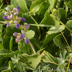 Lupinus variicolor