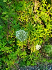Daucus carota