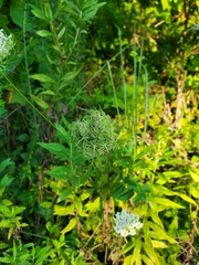 Daucus carota