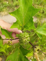 Datura stramonium