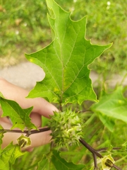 Datura stramonium