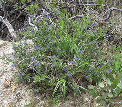 Ceanothus lemmonii