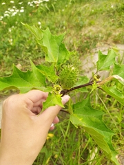 Datura stramonium