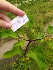 Datura stramonium