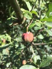 Euonymus