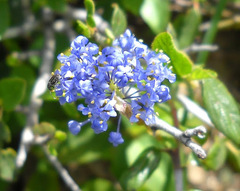 Ceanothus lemmonii