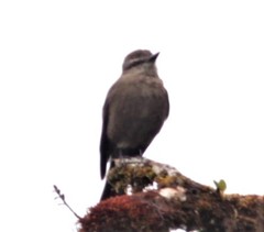 Myiotheretes fumigatus