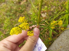 Galium verum