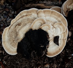 Trametes