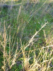 Aristida ramosa