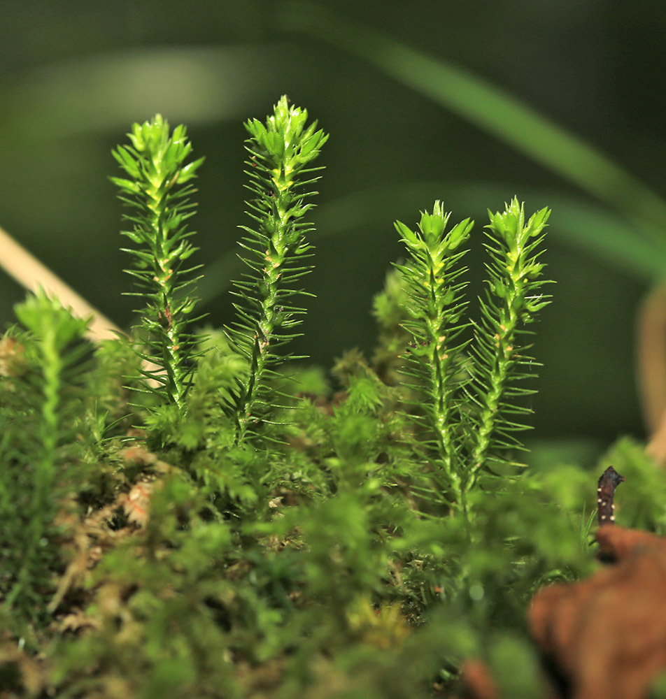 greater golden clubmoss