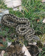 Vipera ursinii