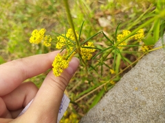 Galium verum