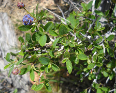 Ceanothus lemmonii