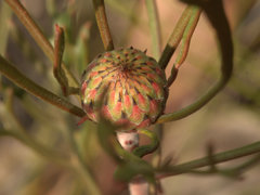 Isopogon mnoraifolius