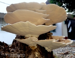 Trametes