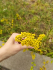 Galium verum