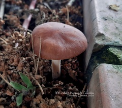 Agaricales