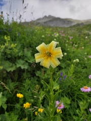 Lilium kesselringianum