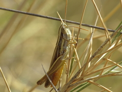 Euchorthippus chopardi
