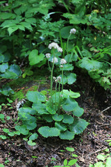 Micranthes manchuriensis