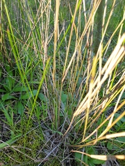 Aristida ramosa