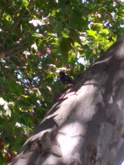 Phoenicurus ochruros