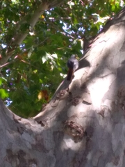 Phoenicurus ochruros