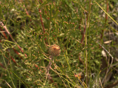 Isopogon mnoraifolius