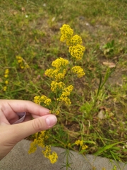 Galium verum