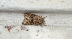 Lacinipolia cuneata