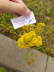 Galium verum