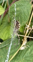 Argiope bruennichi