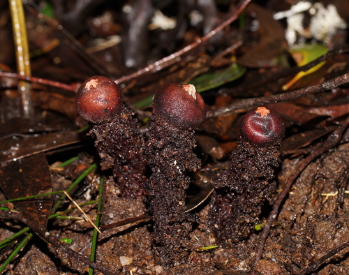 Calostoma fuscum