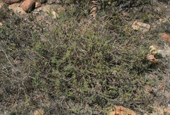 Notobubon collinum