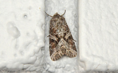 Trichordestra liquida